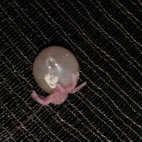 OBT egg w/ legs...what's with the pink