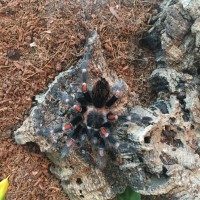 Brachypelma Auratum