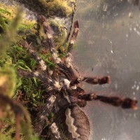 P. Smithi?