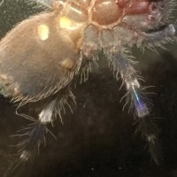 A_Geniculata