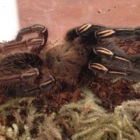 Ephebopus murinus sling