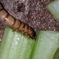 Larvae