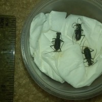 Unidentified Tiger Beetles from Okinawa