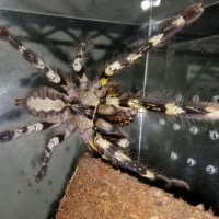 Poecilotheria regalis (Indian Ornamental)