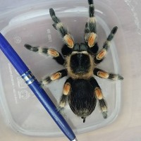 B. smithi MF