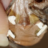 Brachypelma albopilosum - 3" Male