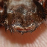 Brachypelma albopilosum - 3" Female