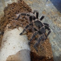 Juvenile female G. pulchripes