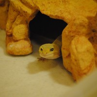 Eublepharis macularius (Leopard Gecko)