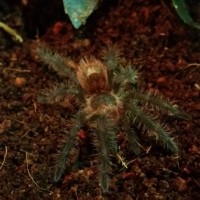 Grammostola iheringi