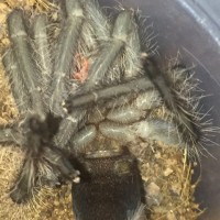 lasiodora parahybana 2.75"