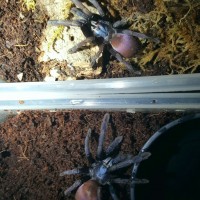 Thrigmopoeus psychedelicus 0.1.1