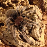 Grammostola Rosea