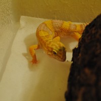 New Gecko <3