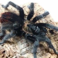 Aphonopelma moderatum MM