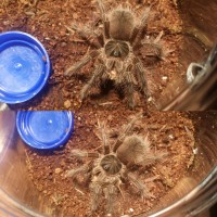 Feeding theraphosa's