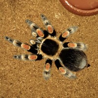 6" Female B. smithi