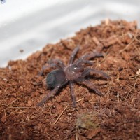 Brachypelma emilia