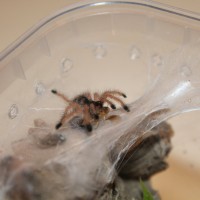 Avicularia sp gyuana