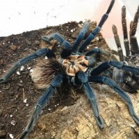 Xenesthis sp "Blue" MM