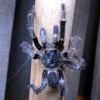 Black spider