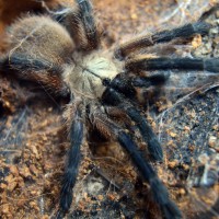 Monocentropus Balfouri