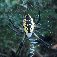 Argiope aurantia