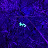 Scorpion 13- With UV