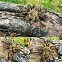 Poecilotheria rufilata