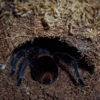 AF  E. sp. Red, Post-Molt