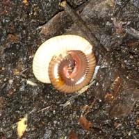 Thai Rainbow Molting On Surface