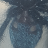 A. versicolor sling