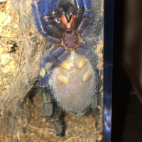 P. Metallica- Male