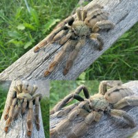 Psalmopoeus cambridgei