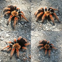 Brachypelma boehmei x baumgarteni