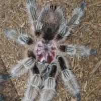 Grammostola Porteri