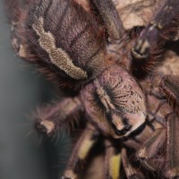 Poecilotheria ornata