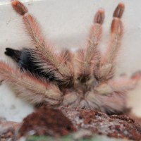 Psalmopoeus pulcher male