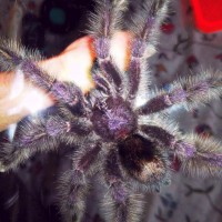 MM Avicularia Purpurea