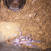 My poor little P.Metallica... Had a really bad molt 3 days ago.