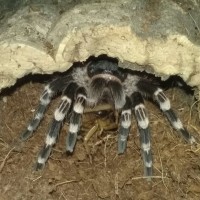 A. geniculata