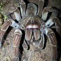 Theraphosa stirmi