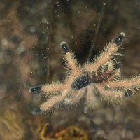 Avicularia avicula