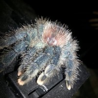 Avicularia avicularia