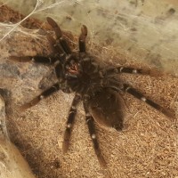 B. Vagans