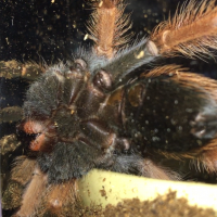 B.boehmei