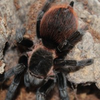 AF Brachypelma vagans