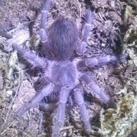 Acanthoscurria insubtilis