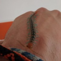 Scolopendra mirabilis (I think)