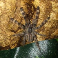 Poecilotheria regalis